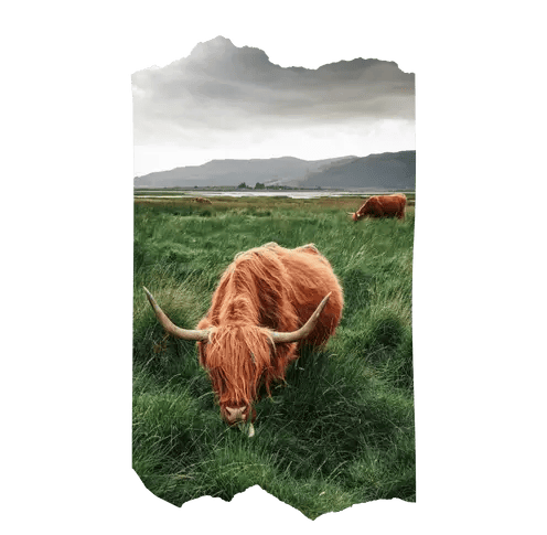 a hairy highland cow in a meadow eating grass