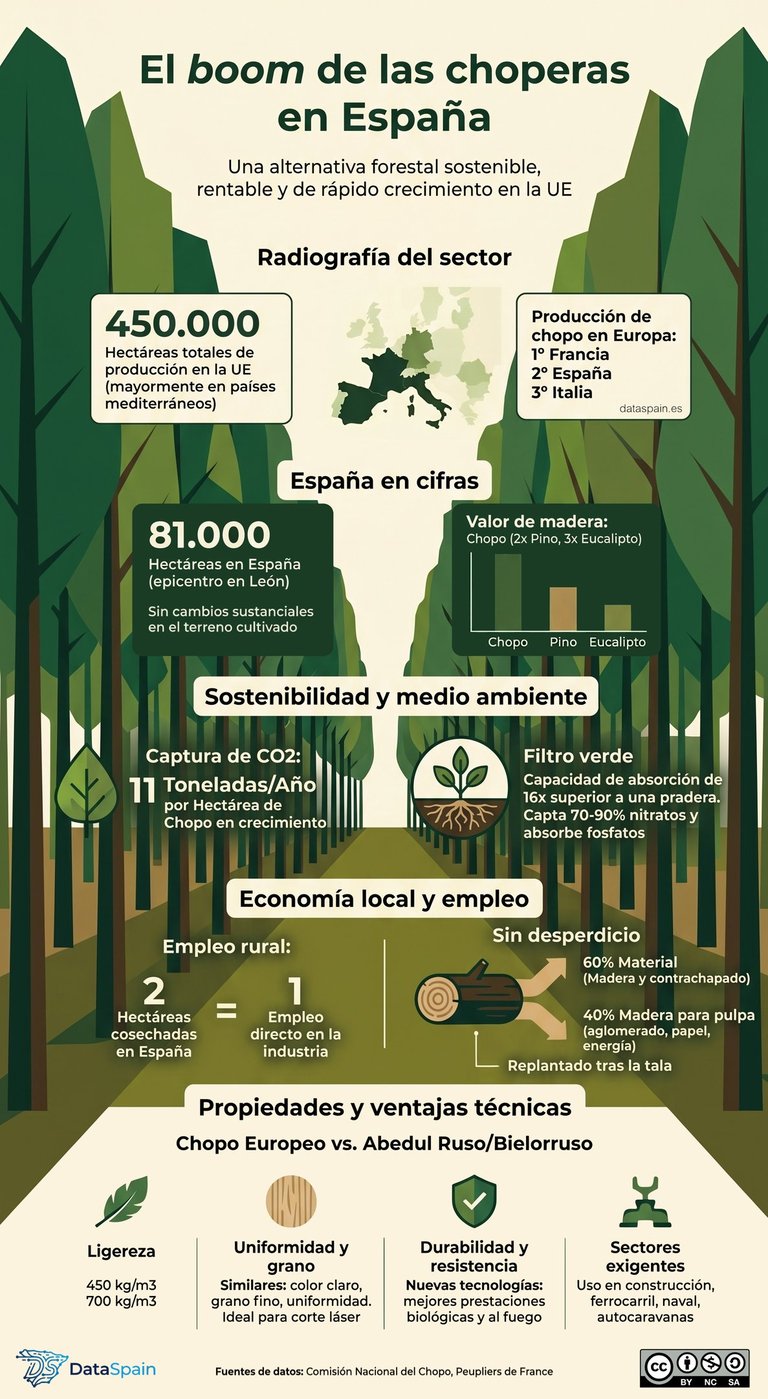 Infografía del boom de las choperas en España: Datos y rentabilidad del chopo