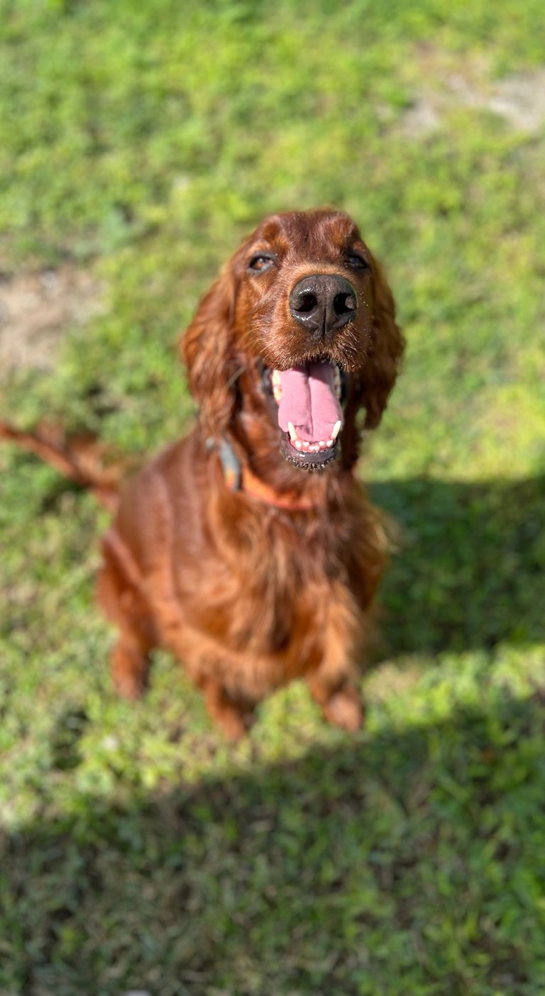 Playful golden retriever enjoying fenced yard during boarding Fair Oaks