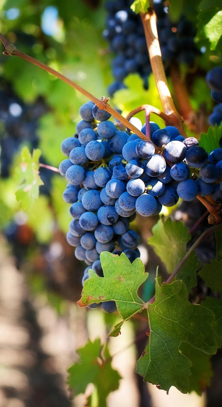 harvest-red-grapes
