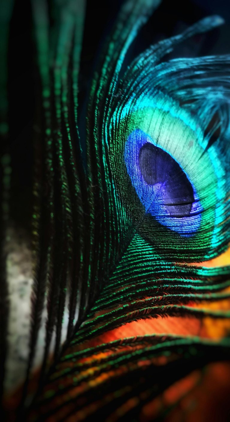 Piuma di pavone iridescente nei toni blu e verde, simbolo dell'eleganza dei gioielli Nìllia