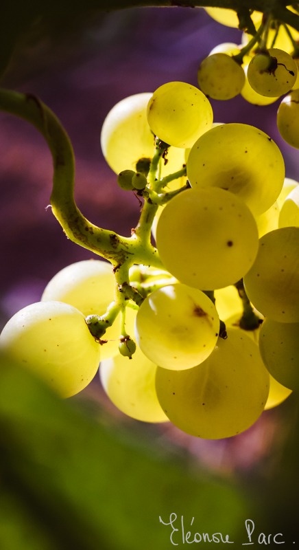 Raisins - Série Baies Divines ref BV-03 ©Eléonore Parc