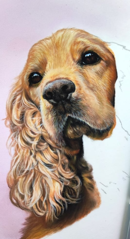a pastel drawing of a cockerspaniel dog 