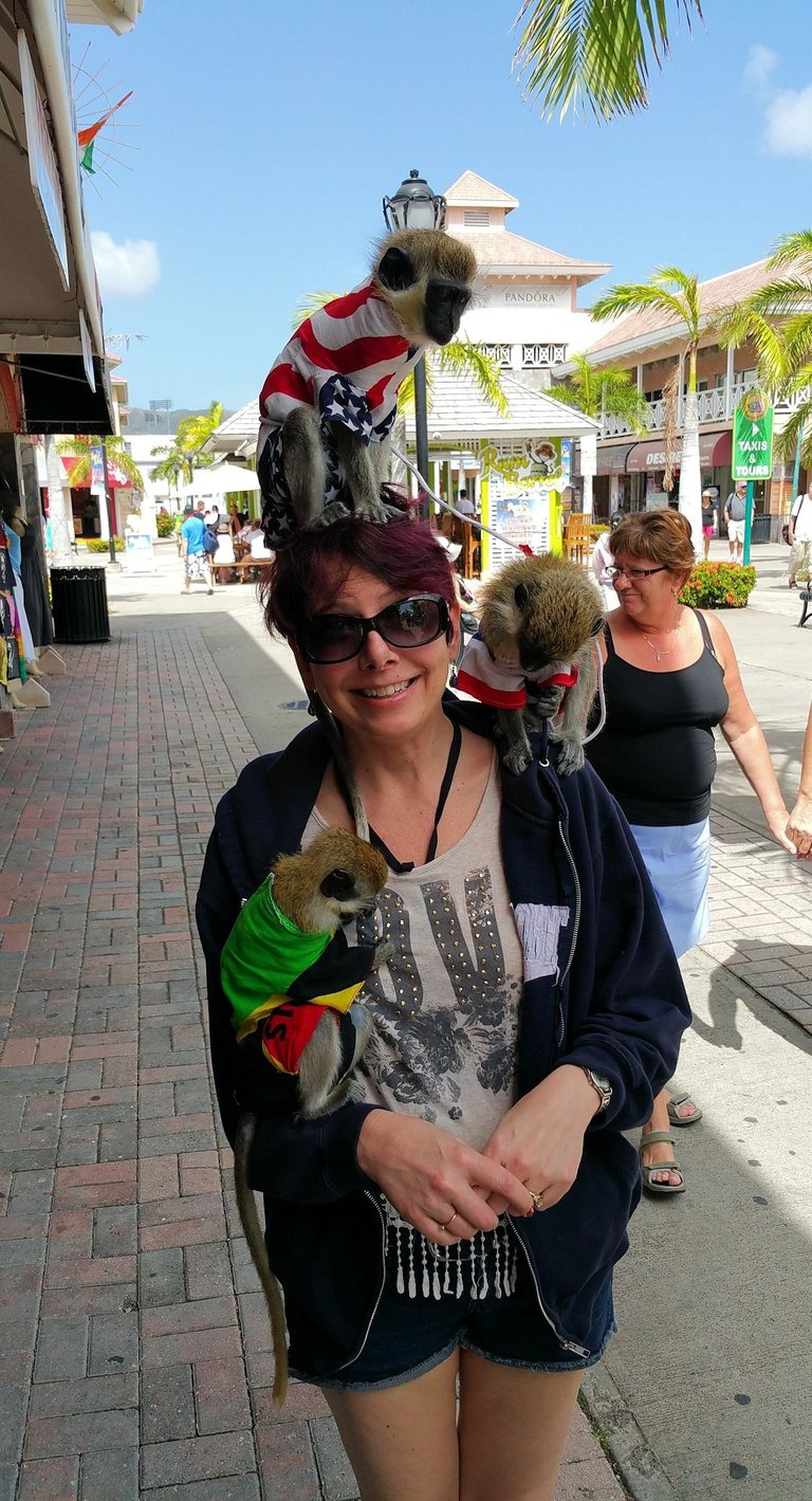 Monkeys on Lady Michelle in St. Kitts
