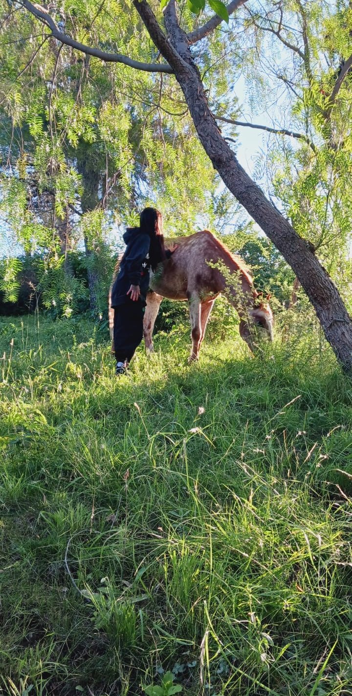 sanacion sistemica con caballos