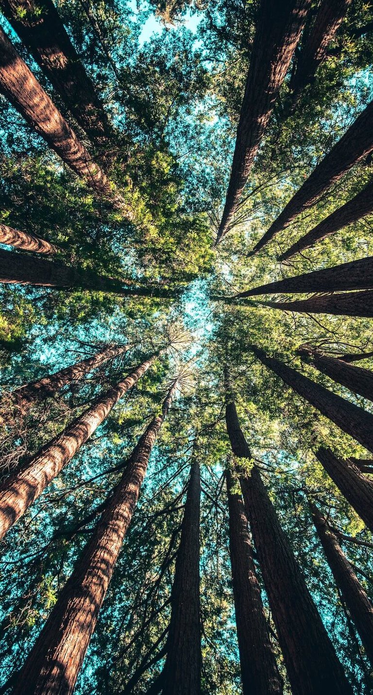 trees in monterey california