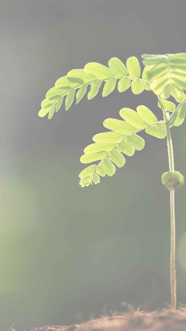 fougère qui germe calme et douceur