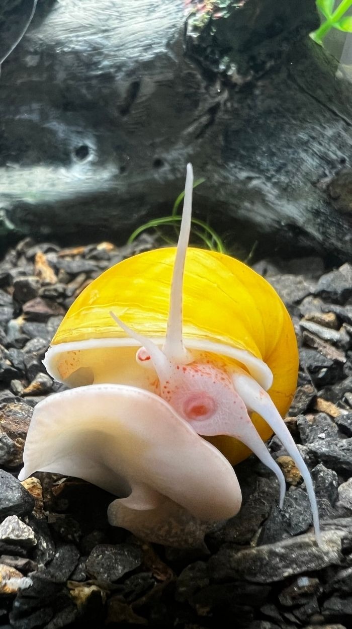 Exclusive Lightfoot-style yellow mystery snail with clean shell and high color