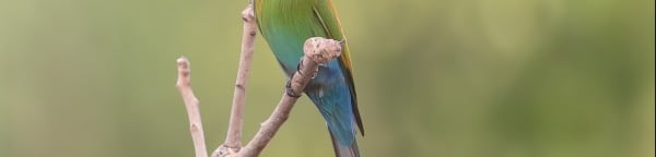 Zwaluwstaartbijeneter op een tak in Gambia