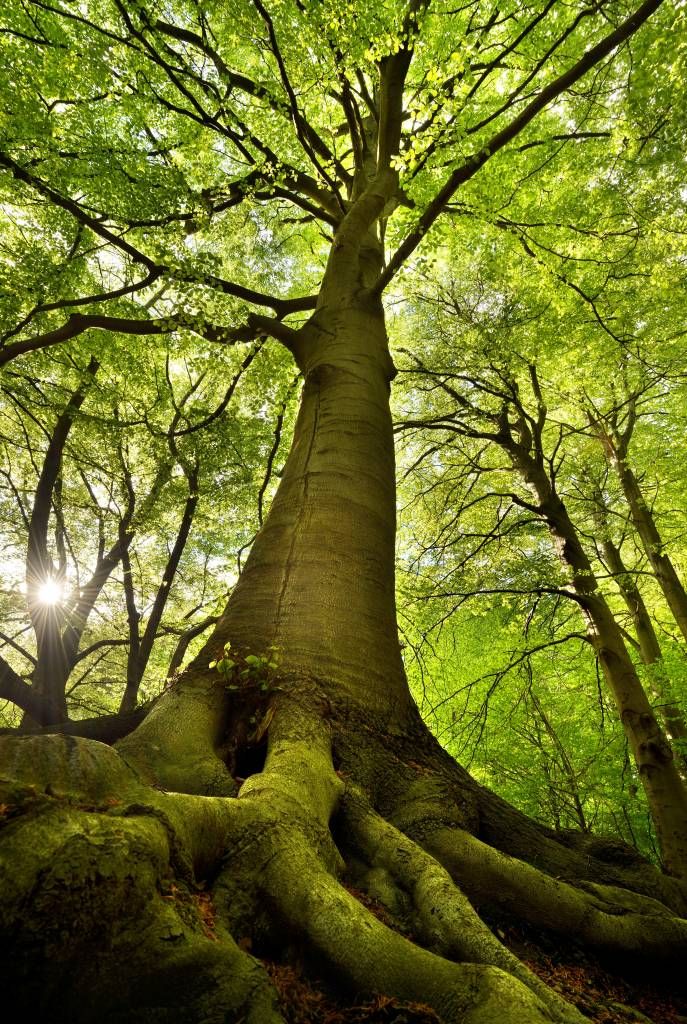 arbre majestueux