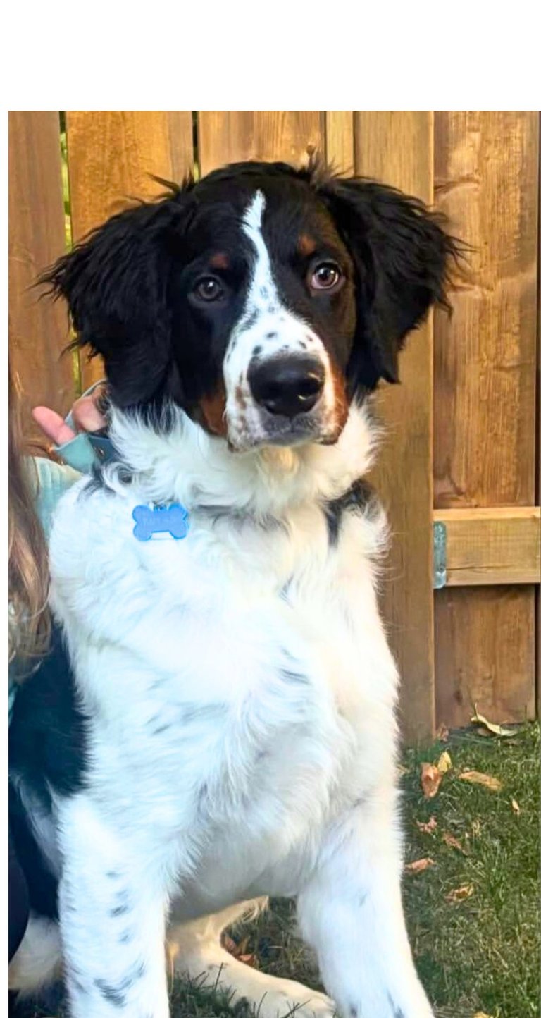 Un-Furnished Bernedoodle