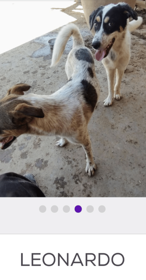 adoptable happy male rez dog, Heeler x, LEONARDO,  Albuquerque, NM New Mexico desertpawsnm.org