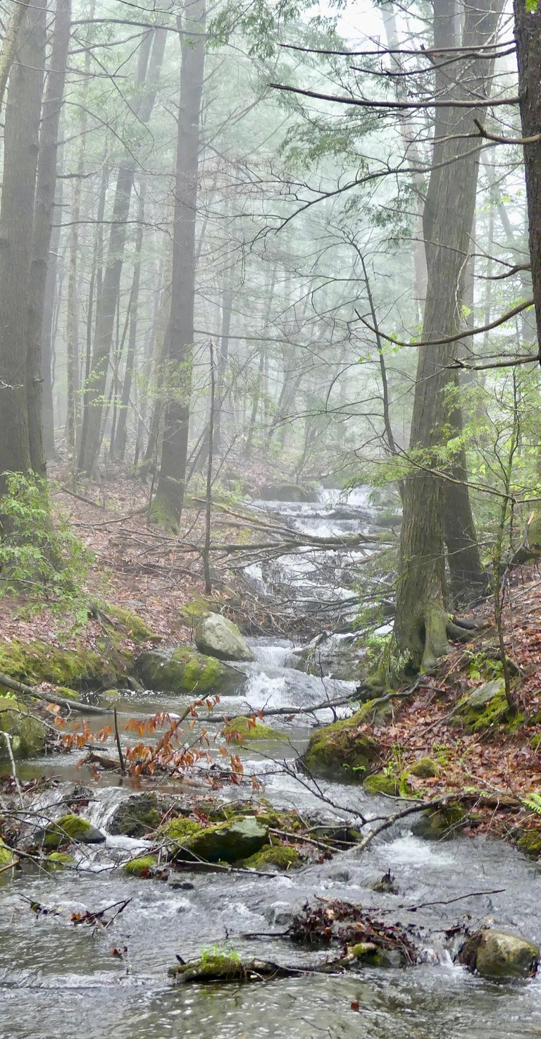 Photo of a small stream running through misty woods.