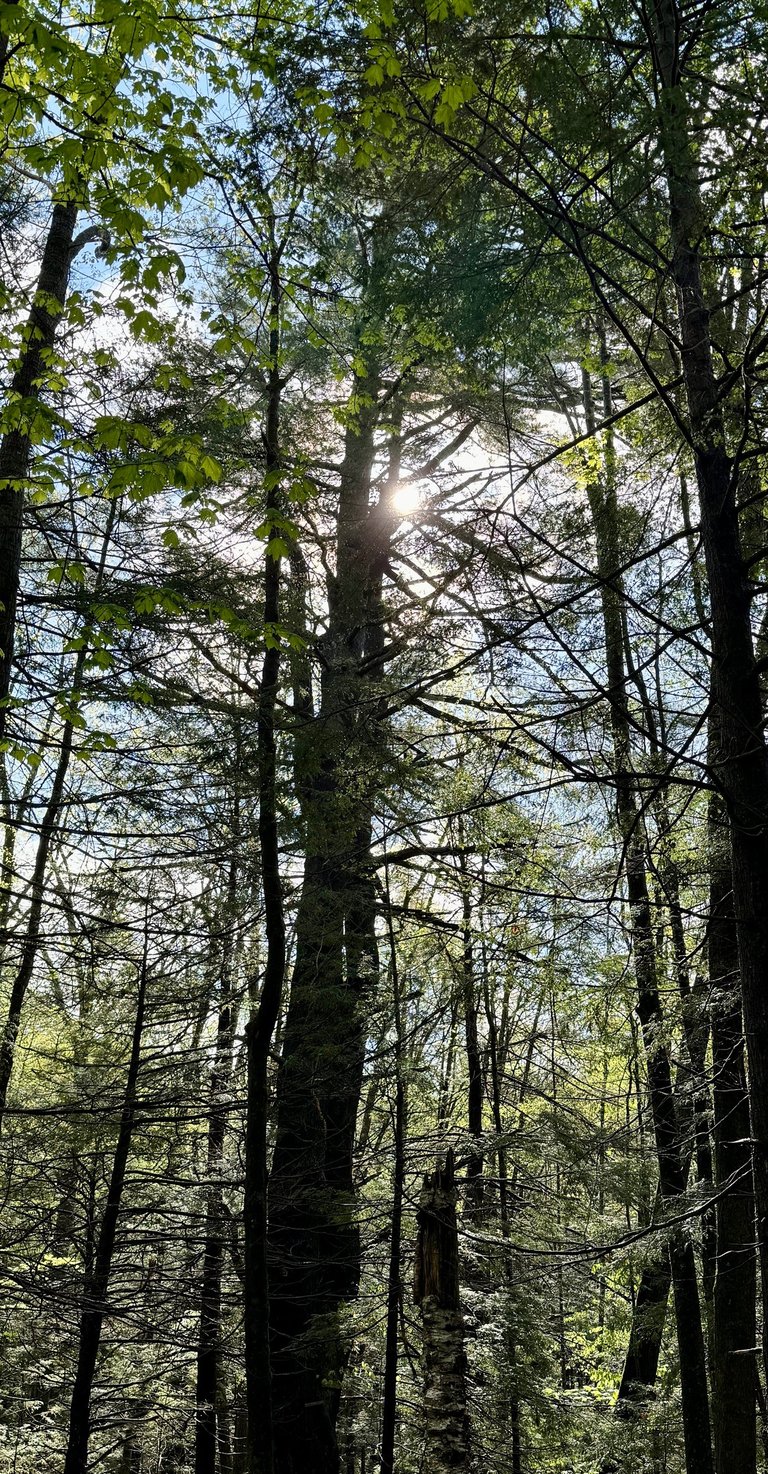 Photo of tall trees, close together, with the sun shining brightly between branches.