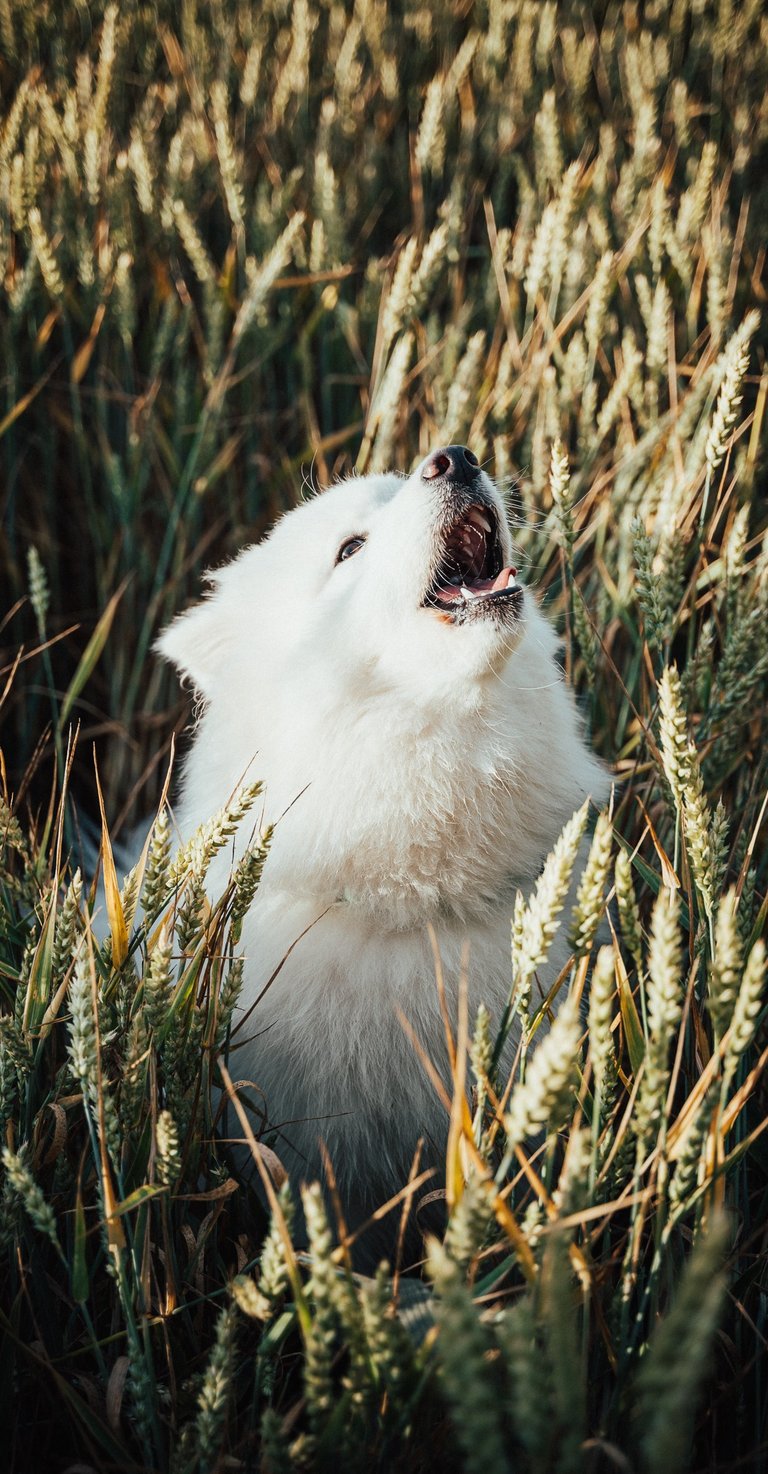 samojedas, kuris sėdi viduryje lauko