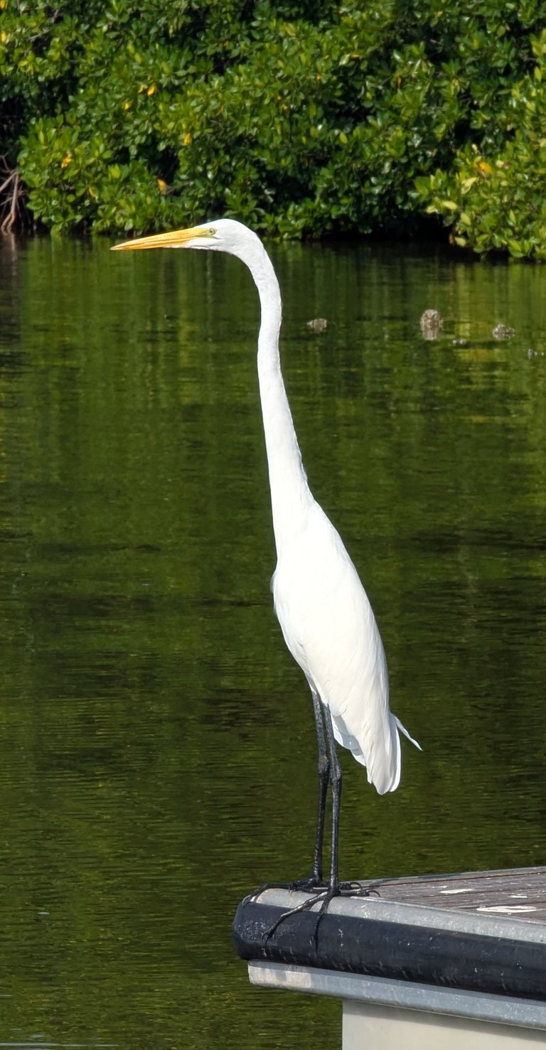 Bird watching in Santa Marta