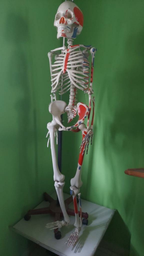 #HUMAN SKELTON MODEL