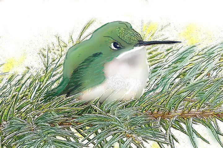 hummingbird e-book image