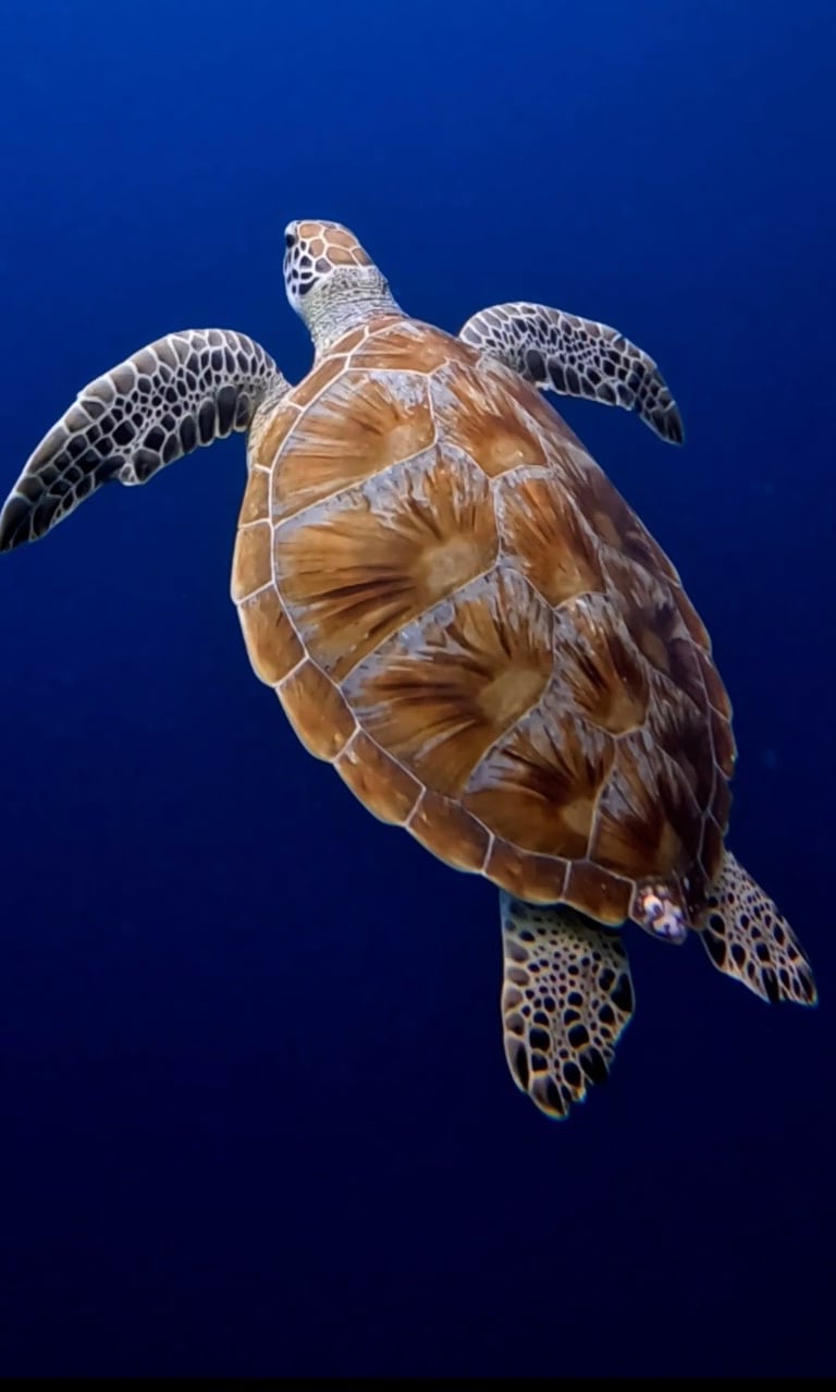 Sea turtle swimming freely in Gili Trawangan's clear blue waters.