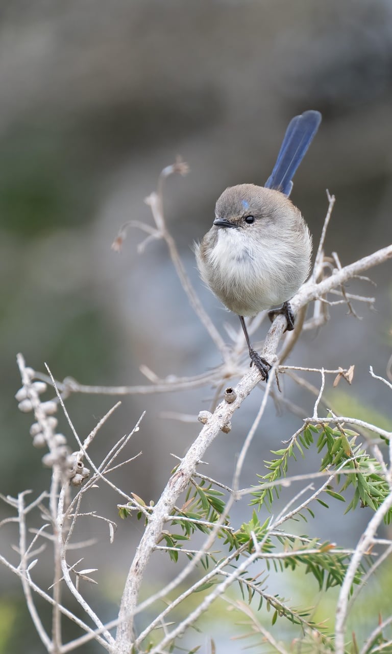 client satisfait magnetisme caen