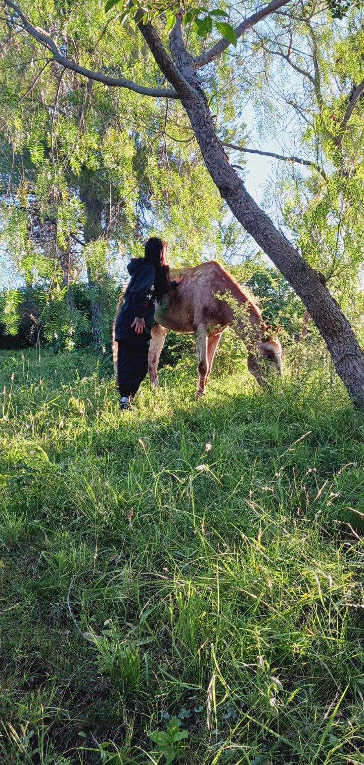 sanacion sistemica con caballos