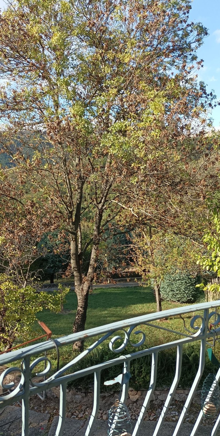 The ash tree