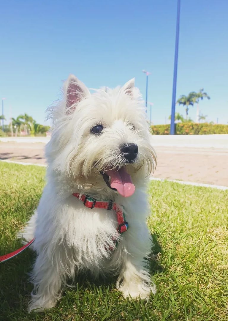 a white dog sitting on the grass with a ball in front of it