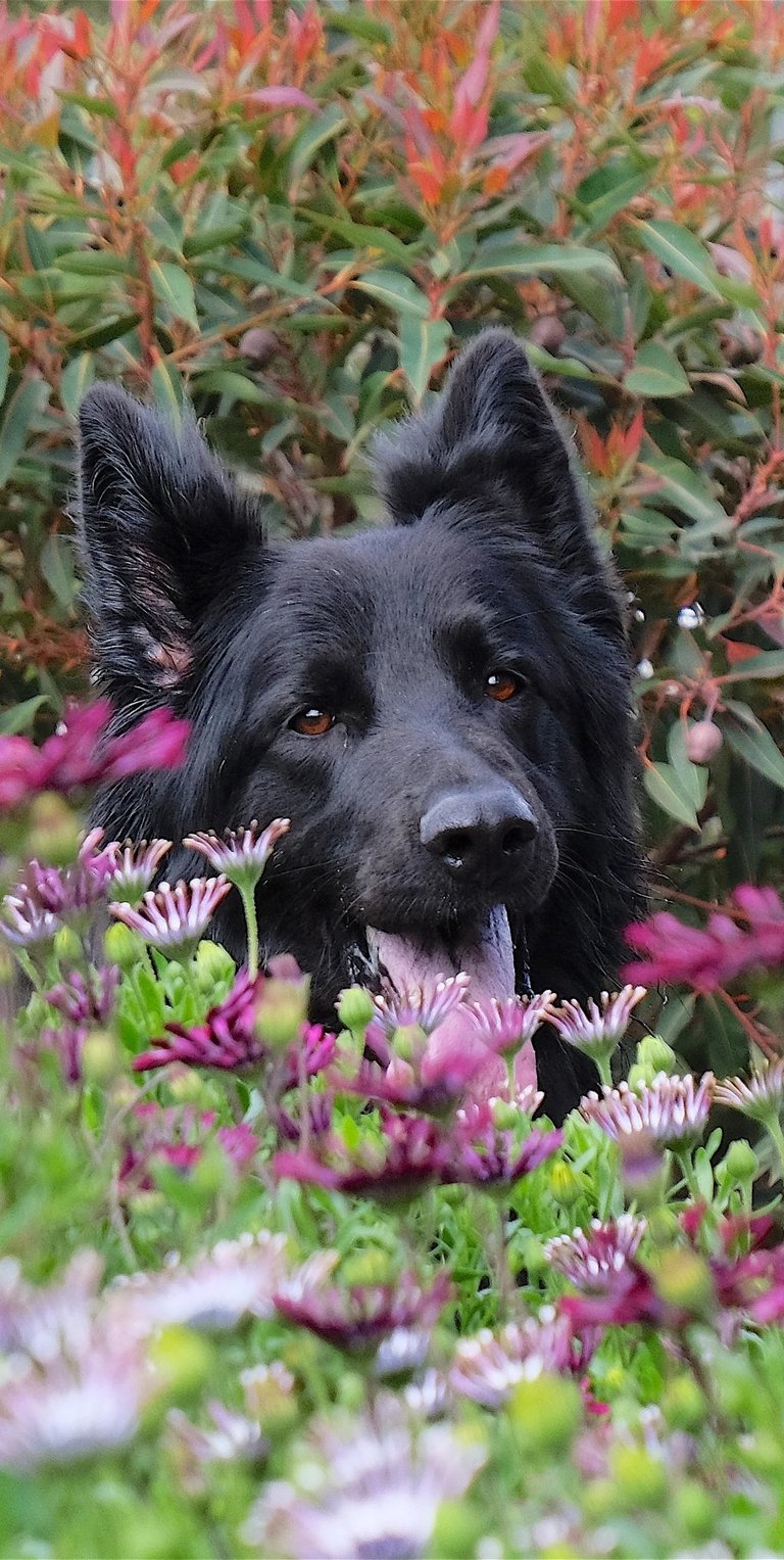 a dog is sitting in a bush with its tongue sticking out
