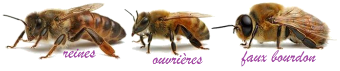 Abeille et bourdon