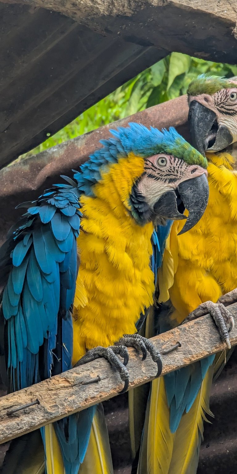 Guacamaya Bandera vista en un tour de Domek Tours 
