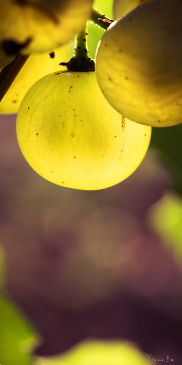 baie de raisin chardonnay à maturité