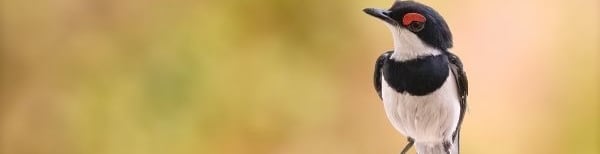 Brilvliegenvanger met een opvallende rode oogring en zwart-wit verenkleed, zittend op een tak.