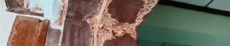 termite control services in hampton roads