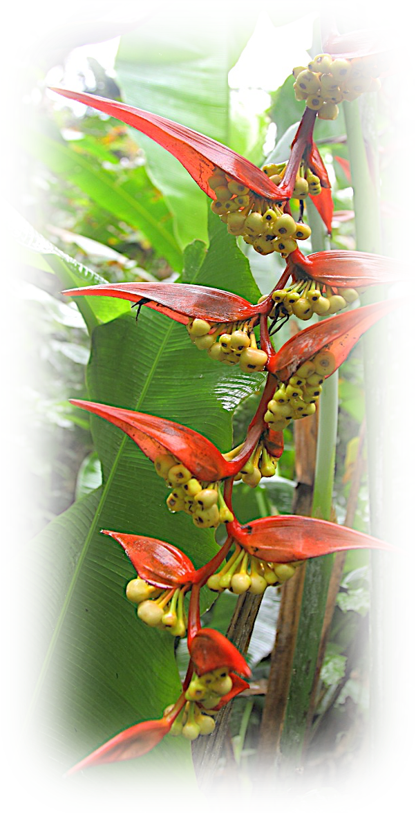 a plant with red flowers and green leaves