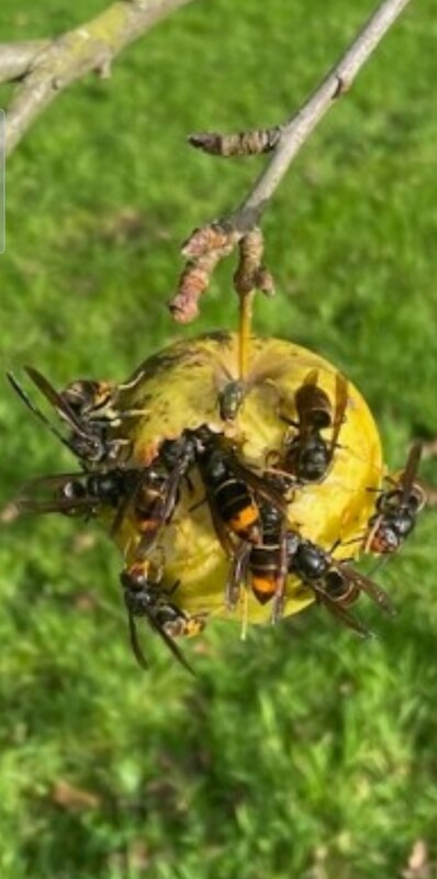 Destruction de frelons asiatiques par Ouest Guêpes Frelons