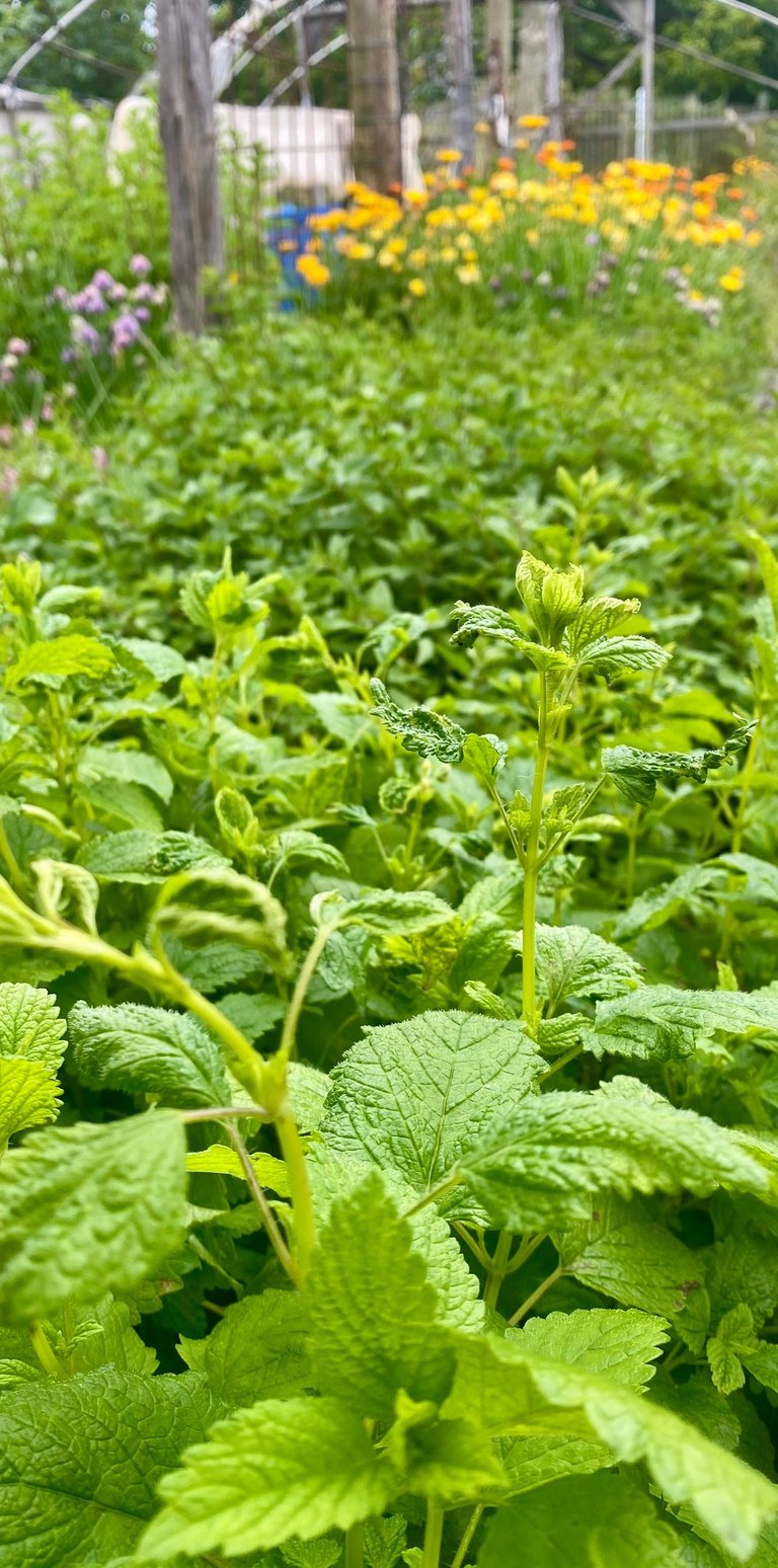 Herbal garden showing lemon balm, oregano, calendula flowers