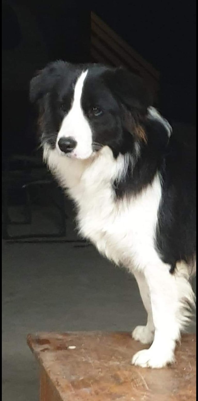 black and white border collie dam 