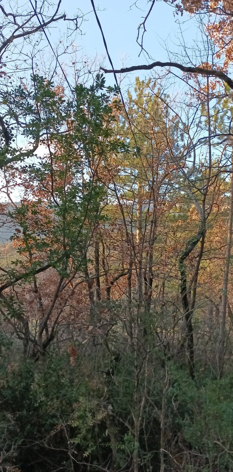 A tangle of trees and wires