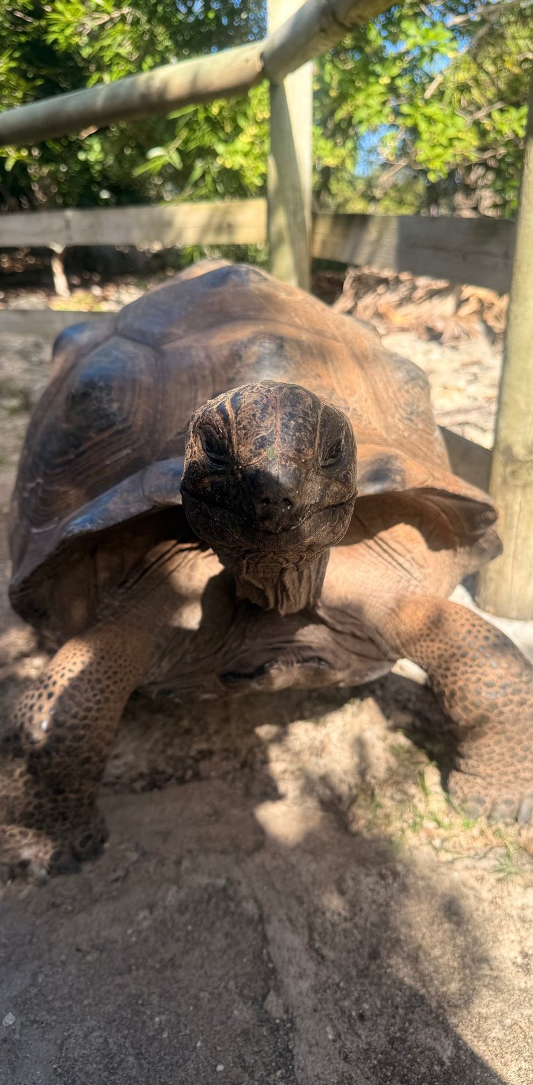 giaint tortoise reserve, Rodrigues