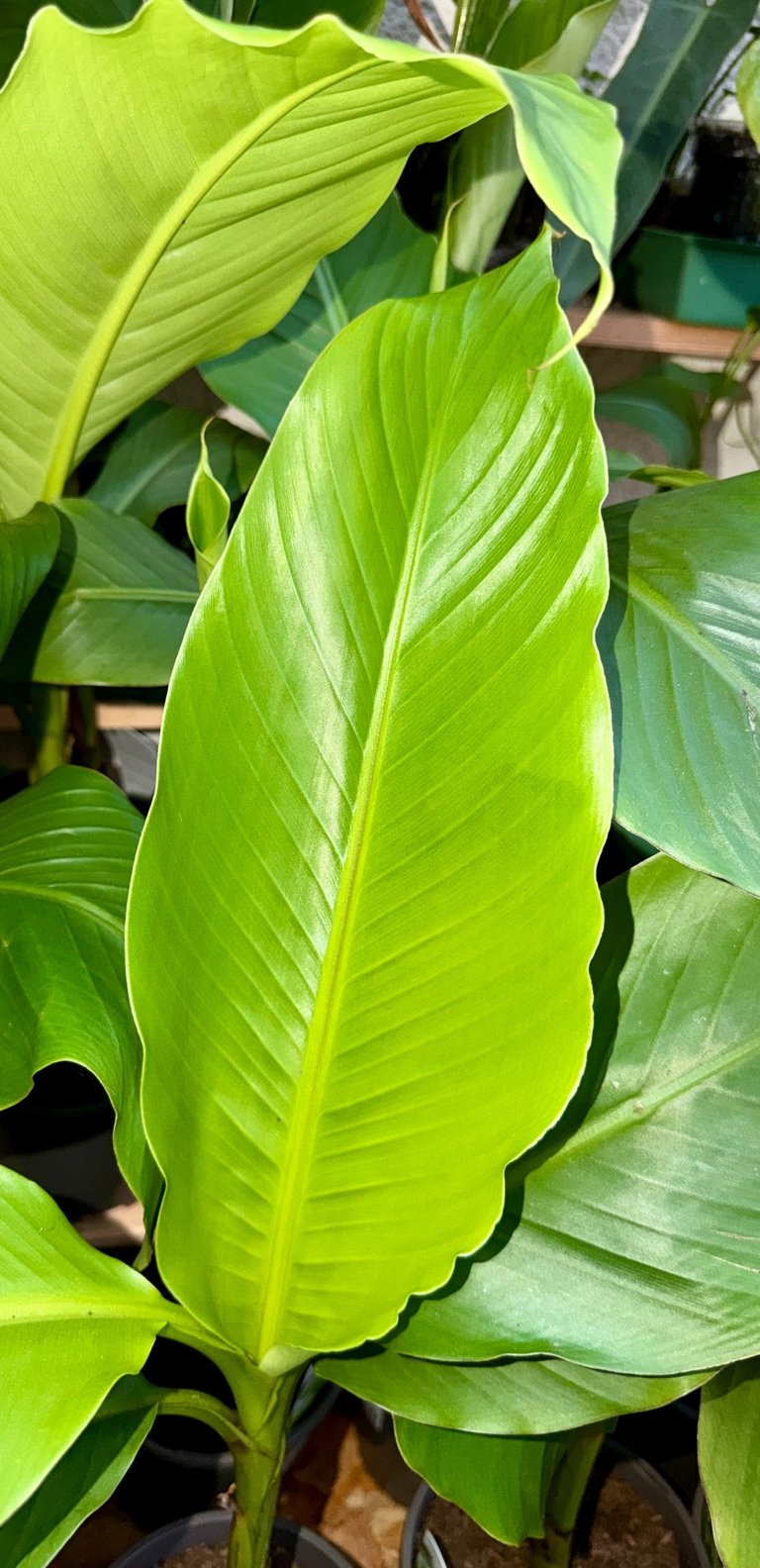 Le monde de Tibaldo vous présente cette belle feuille d'un jeune plant de bananier musa basjoo WATTIGNIES
