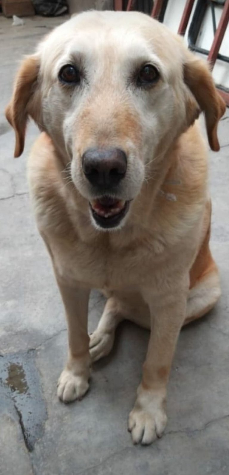 simpático perro mestizo de labrador retriever de color amarillo está sentado en un patio de piedra