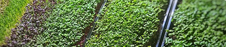 microgreens