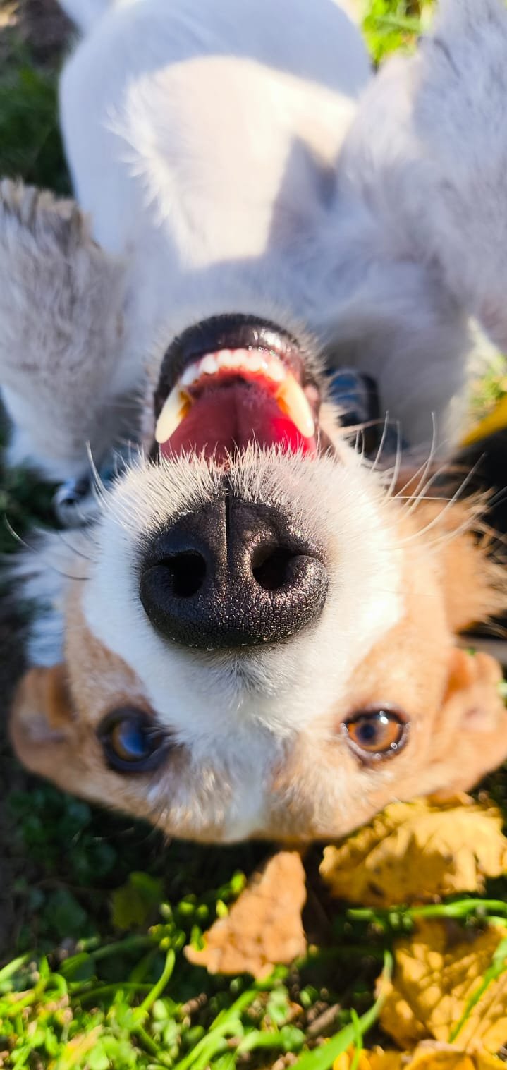 a dog is laying on the ground with its mouth open