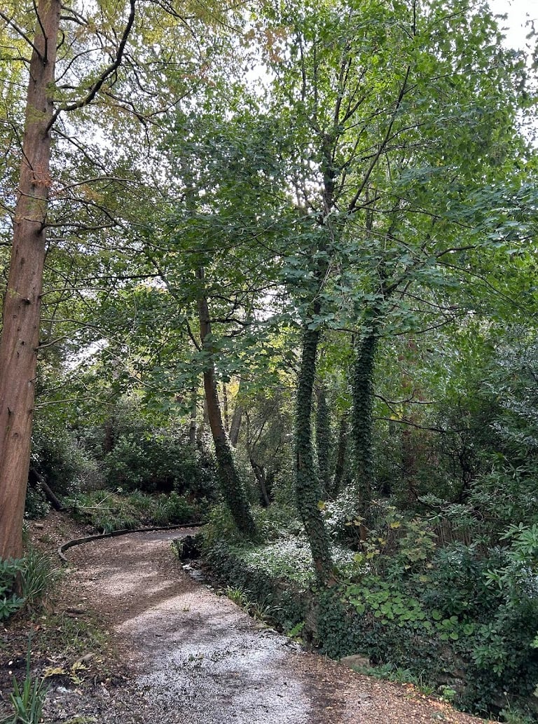 tall trees with lots of green leaves with a stream running below it