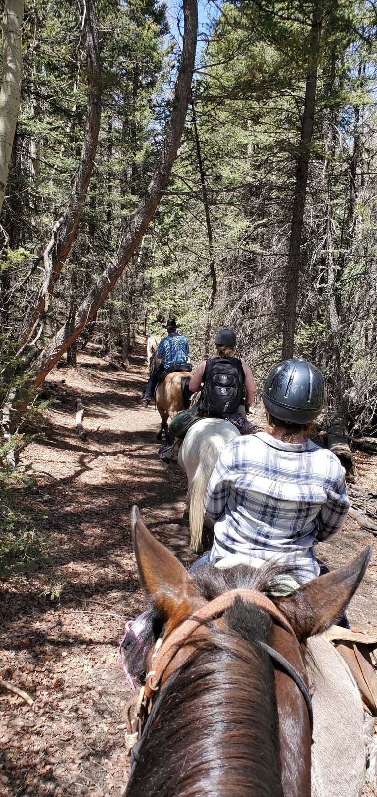 a group of people riding horses down a trail