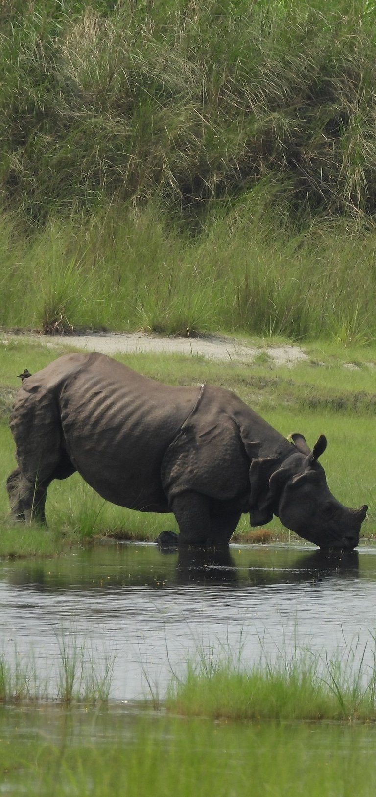 rhino drinking in Bardiya