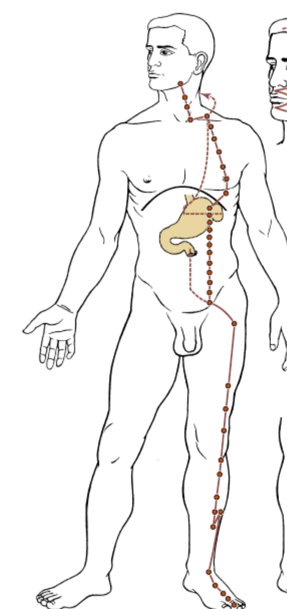 méridien de l'estomac en médecine traditionnelle chinoise