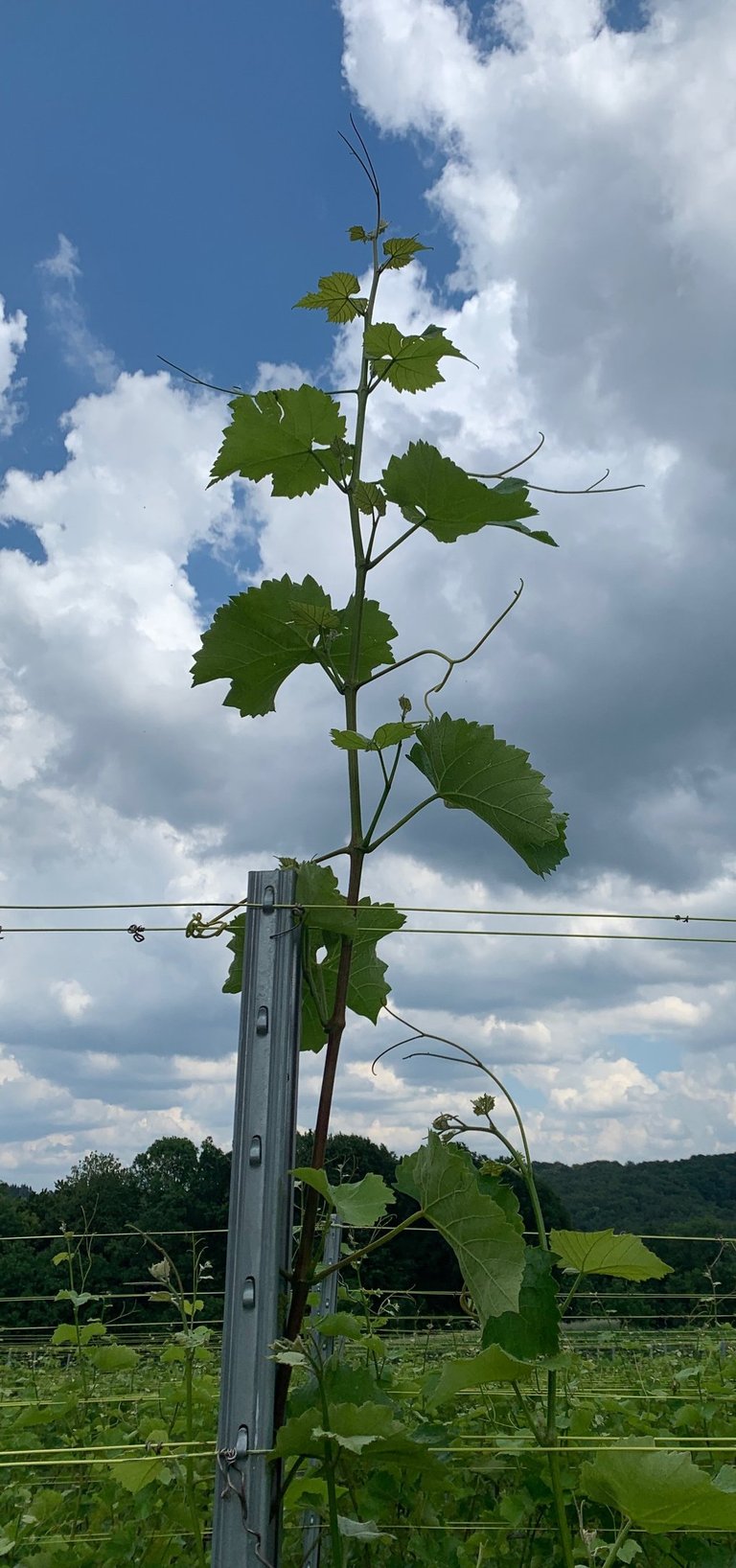 Weinrebe an einem Pfahl