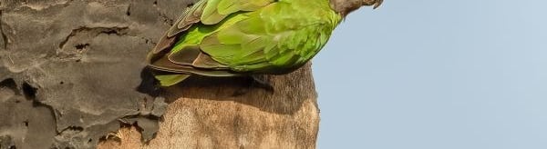 Senegal Parrot perched near a nest hole | Birding Adventures Gambia