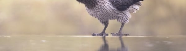 Western Grey Plantain-eater | Birding Adventures Gambia